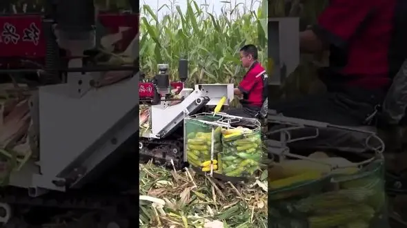 ماشین کوچک مدرن برداشت ذرت + فیلم