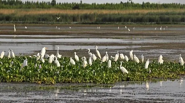 میهمانان تالاب پارس آباد را نزنید!/ کوچ زودهنگام پرندگان مهاجر به کشور