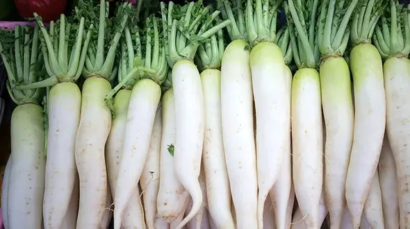 مضرات ترب سفید چیست؟ 