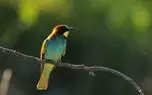 ببینید / با این نماهنگ آرامش بخش ریلکس کنید 