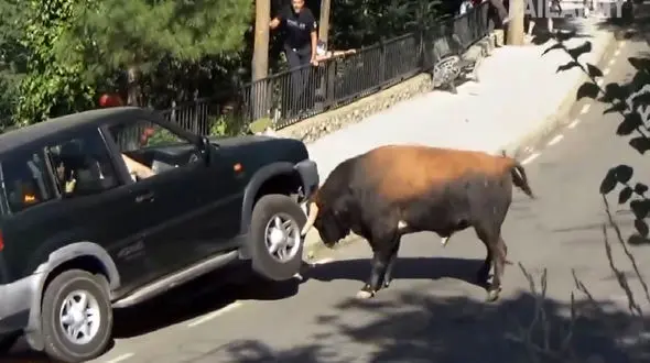 کشتی گرفتن یک گاو با خودرو + فیلم