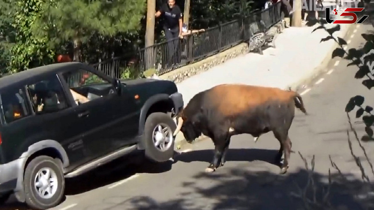 کشتی گرفتن یک گاو با خودرو + فیلم