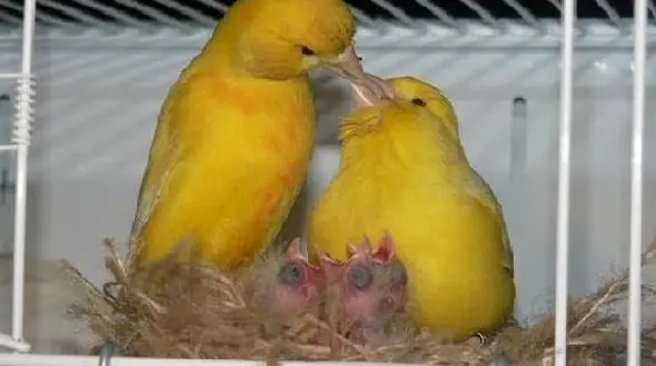 مرگ تلخ ۱۵۰ جفت قناری عاشق در تهران / آن ها در آتش سوزی عمدی مردند