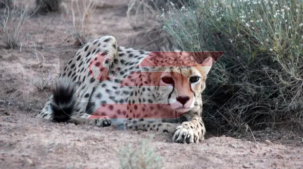 حمله پلنگ در تربت حیدریه جان یک جوان را گرفت