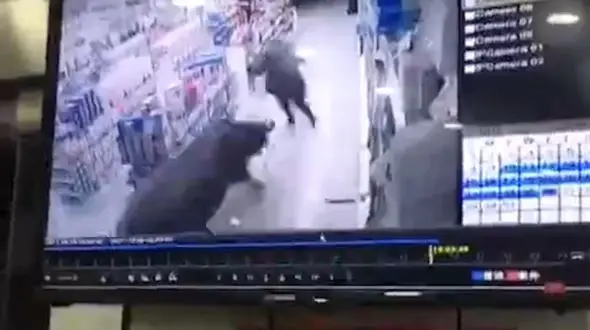 حمله بوفالوی خشمگین به زن در فروشگاه+فیلم