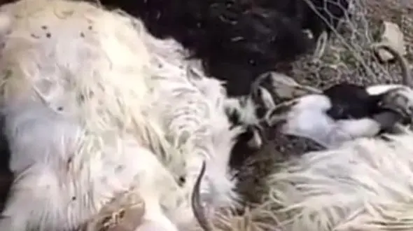 گرگ‌های گرسنه ۷۰  بز را در سردشت دریدند + فیلم