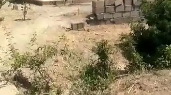 جنگ تن به تن باغدار رباط کریمی با مار مهاجم + فیلم