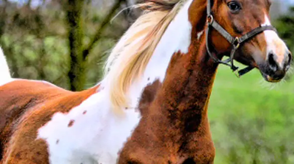 ببینید از زیبایی ها طبیعت تا اسب های وحشی قرقیزستان