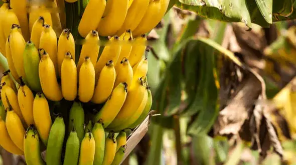 کشت موز در گلخانه‌ای واقع در روستای کورده از توابع لارستان + فیلم