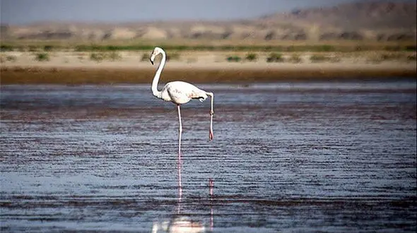 آب به تالاب بختگان رسید + فیلم