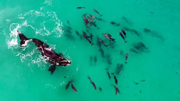 دلفین‌بازی به سبک نهنگ +فیلم