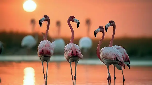 فال و طالع بینی امروز 21 مرداد + فیلم 