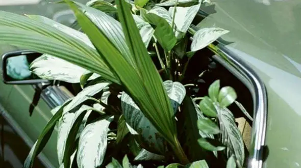 زیبایی های سبز رنگ طبیعت را ببینید