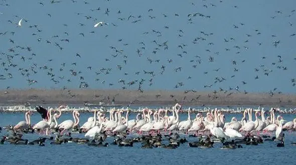 مجرمان به جای حبس، موظف به لایروبی کانال آبرسانی شدند + جزئیات