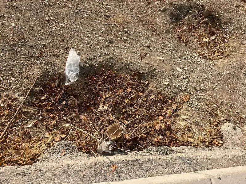 قطع درخت