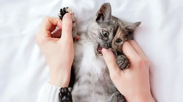 علائم گربه مریض