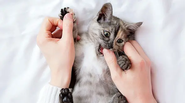 علائم گربه مریض