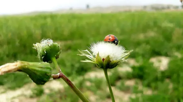 فال و طالع بینی 15 بهمن + فیلم