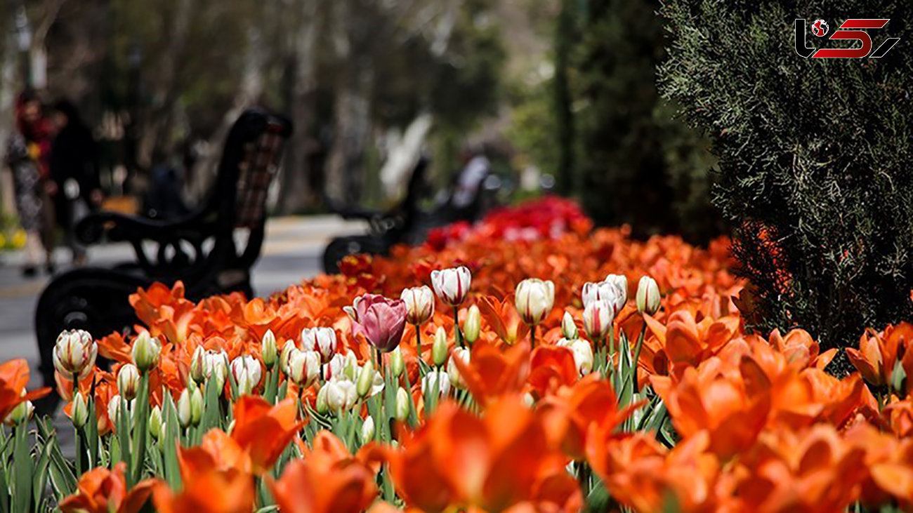 گل های لاله به پارک های تهران رسیدند 