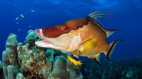 چشم این ماهی پوستش است + عکس