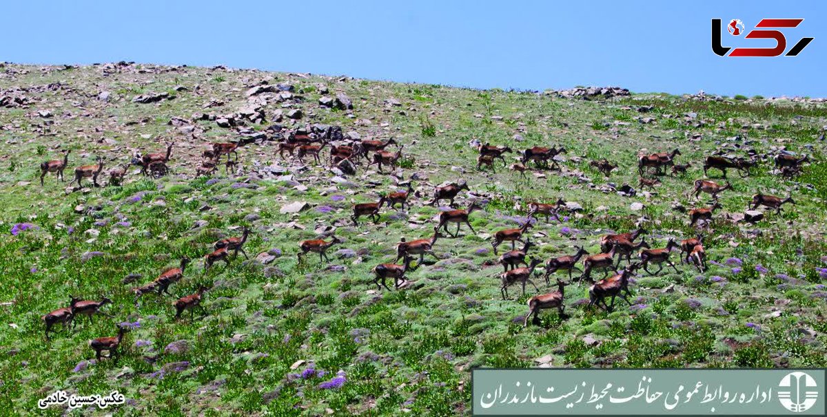 شروع فصل گاوبانکی و مستی مرال ها درمازندران