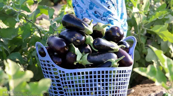 درآمد ۱۴۳ میلیارد ریالی از فروش بادمجان