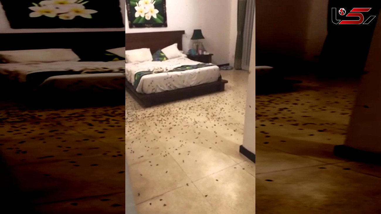 حمله سوسک ها به یک اتاق هتل / زن و شوهر شوکه شدند+ فیلم