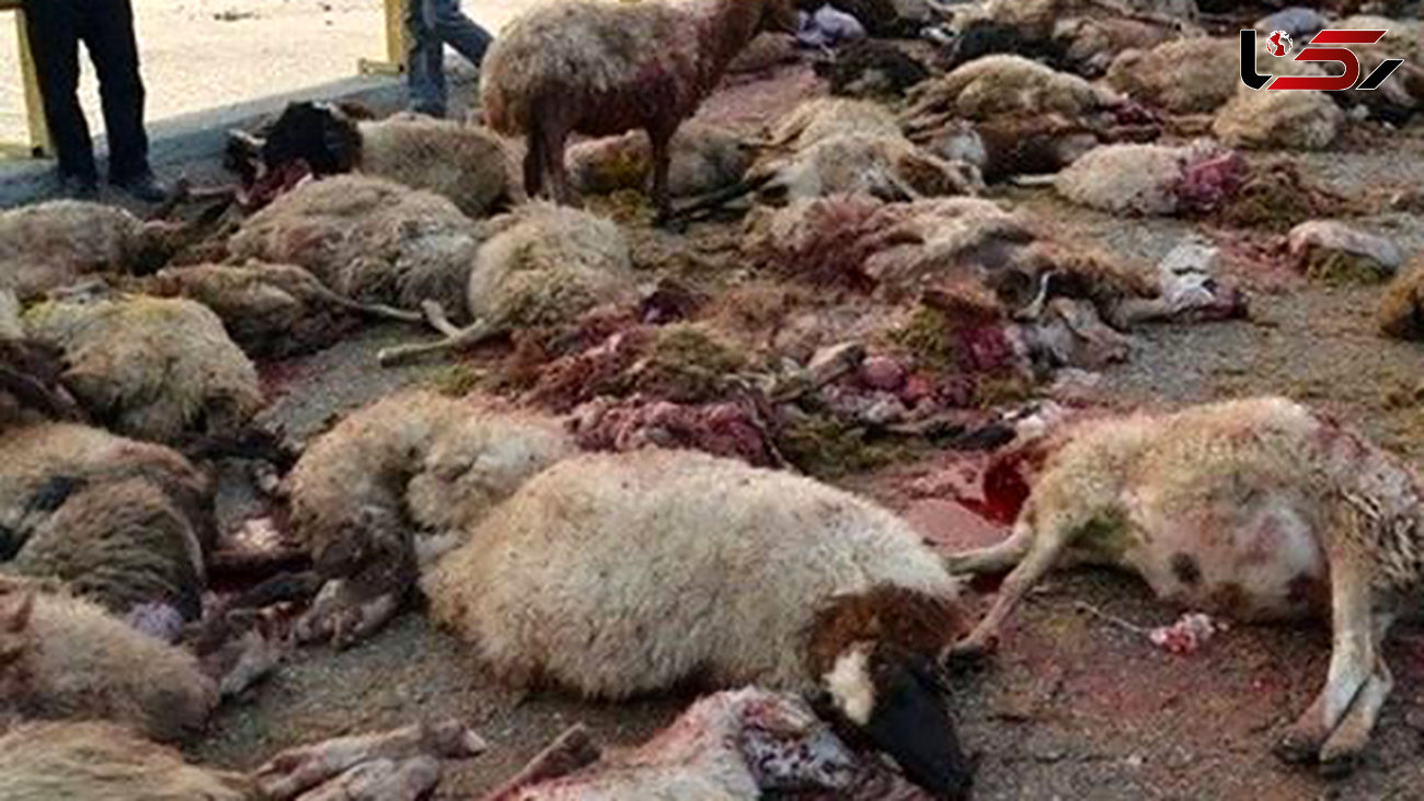 حمله گرگ های گرسنه به یک روستا در بجنورد / 31 گوسفند دریده شدند و 19 گوسفند ناپدید!