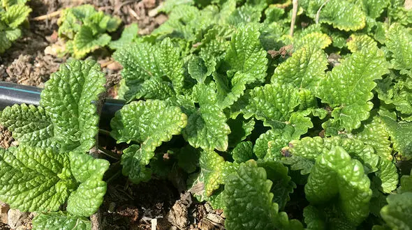 رفع عفونت های زنان با یک گیاه!