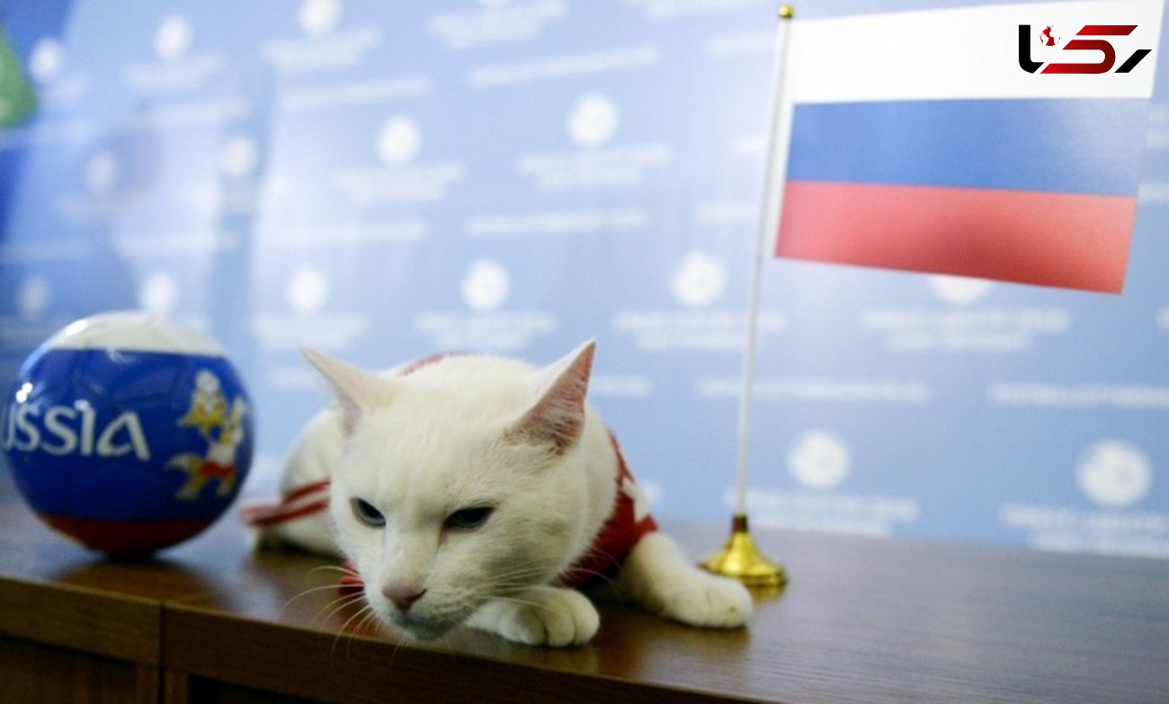 گربه پیشگو اولین بازی جام جهانی را پیش‌بینی کرد +عکس 