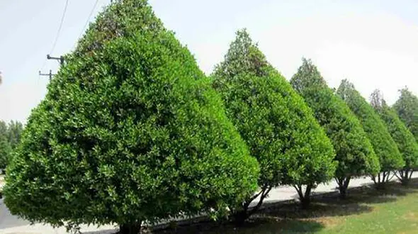 یک درخت خوزستانی ها را به دردسر انداخت!