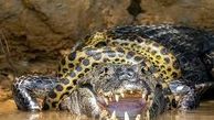  مبارزه تن‌به‌تن یک مار آناکوندا با تمساح درشت‌هیکل+ عکس