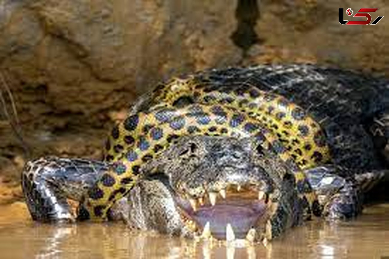 مبارزه تن‌به‌تن یک مار آناکوندا با تمساح درشت‌هیکل+ عکس