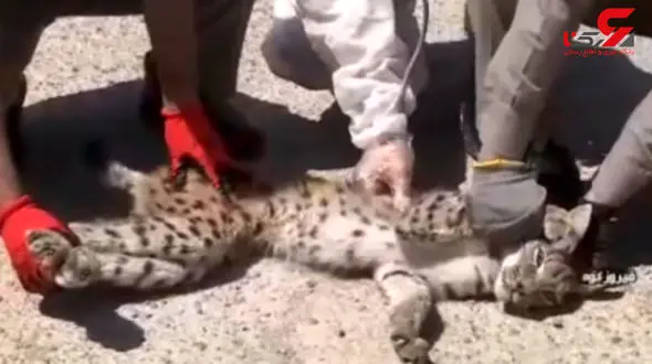 فیلم هیجان انگیر از زنده گیری یک سیاه گوش در فیروزکوه