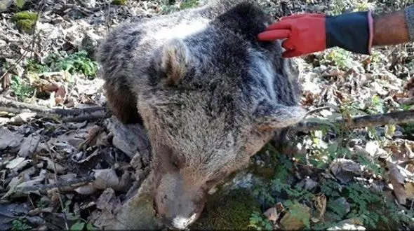 کشف لاشه خرس قهوه ای در نور / احتمال شکار وجود دارد + عکس