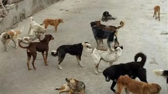 هجوم سگ‌های گرسنه به محلات گناوه در بوشهر