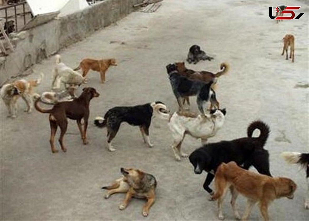 هجوم سگ‌های گرسنه به محلات گناوه در بوشهر