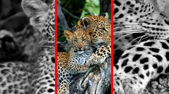 فیلم نظافت توله پلنگ توسط مادر