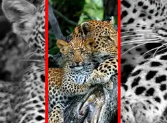 فیلم نظافت توله پلنگ توسط مادر