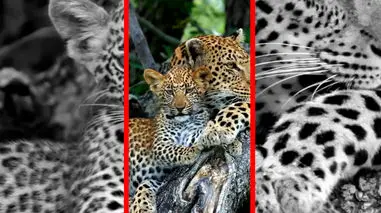 فیلم نظافت توله پلنگ توسط مادر