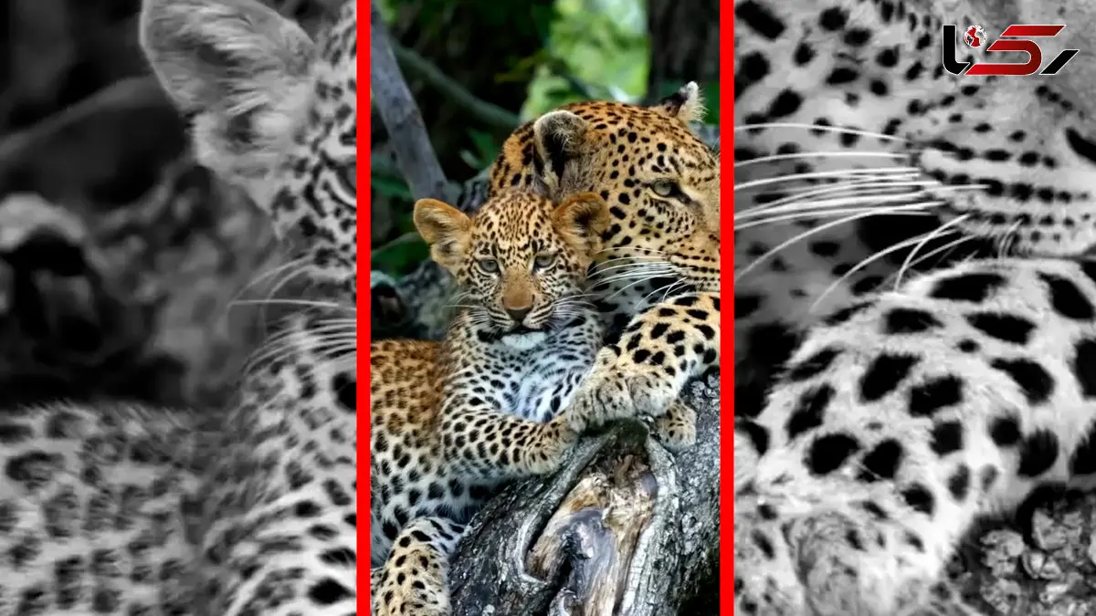 فیلم نظافت توله پلنگ توسط مادر