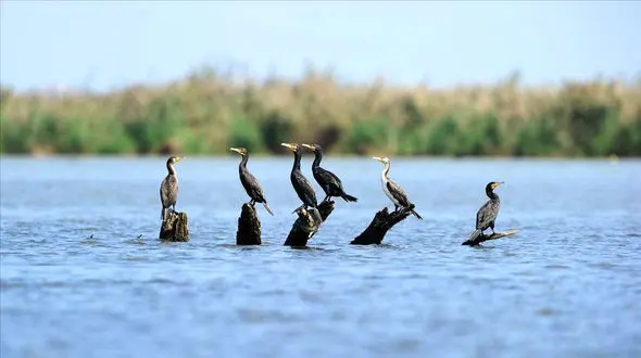 مردم مناطق شمالی، پرندگان مهاجر شکار شده را نخرند/ امامان جمعه به کمک پرندگان بیایند