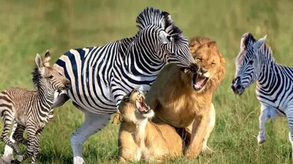 روش جالب گورخر برای فرار از چنگال شیر گرسنه+ فیلمی که حتما باید ببینید!