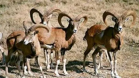 افزایش دوقلوزایی در بین حیوانات / در بهار امسال 