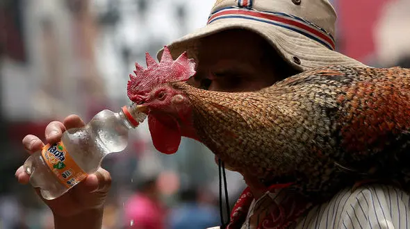 یک واقعیت عجیب/این خروس به حرف صاحبش گوش می کند + تصاویر