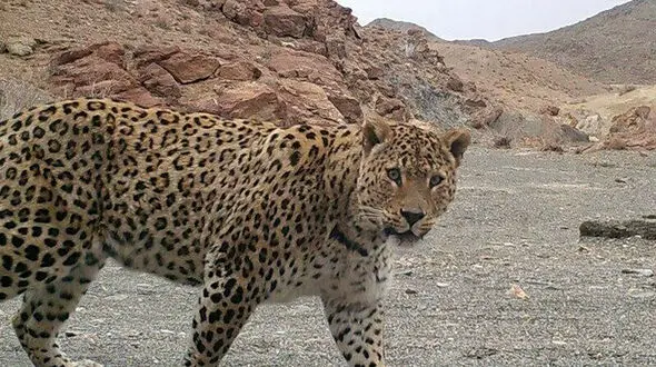 پلنگ تایباد مرد روستایی را مجروح کرد