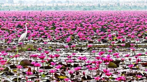 بندر انزلی کجا برویم؟ راهنمای دیدنی‌ های شهر ساحلی گیلان