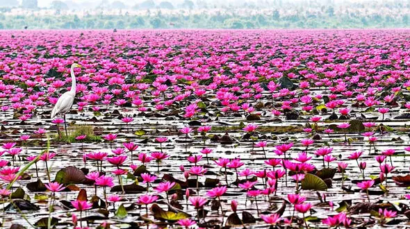 بندر انزلی کجا برویم؟ راهنمای دیدنی‌ های شهر ساحلی گیلان