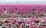 بندر انزلی کجا برویم؟ راهنمای دیدنی‌ های شهر ساحلی گیلان