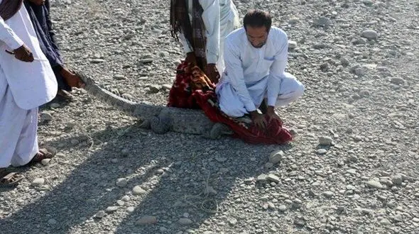زنده گیری یک سر تمساح سرگردان در شهرستان چابهار